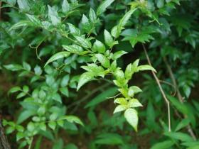 溪洲莓茶