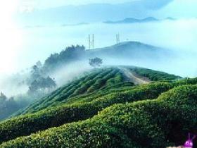 五盖山米茶