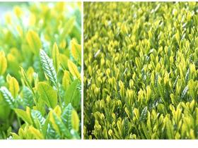 【国际品牌盛典推介中国名茶】碣滩茶