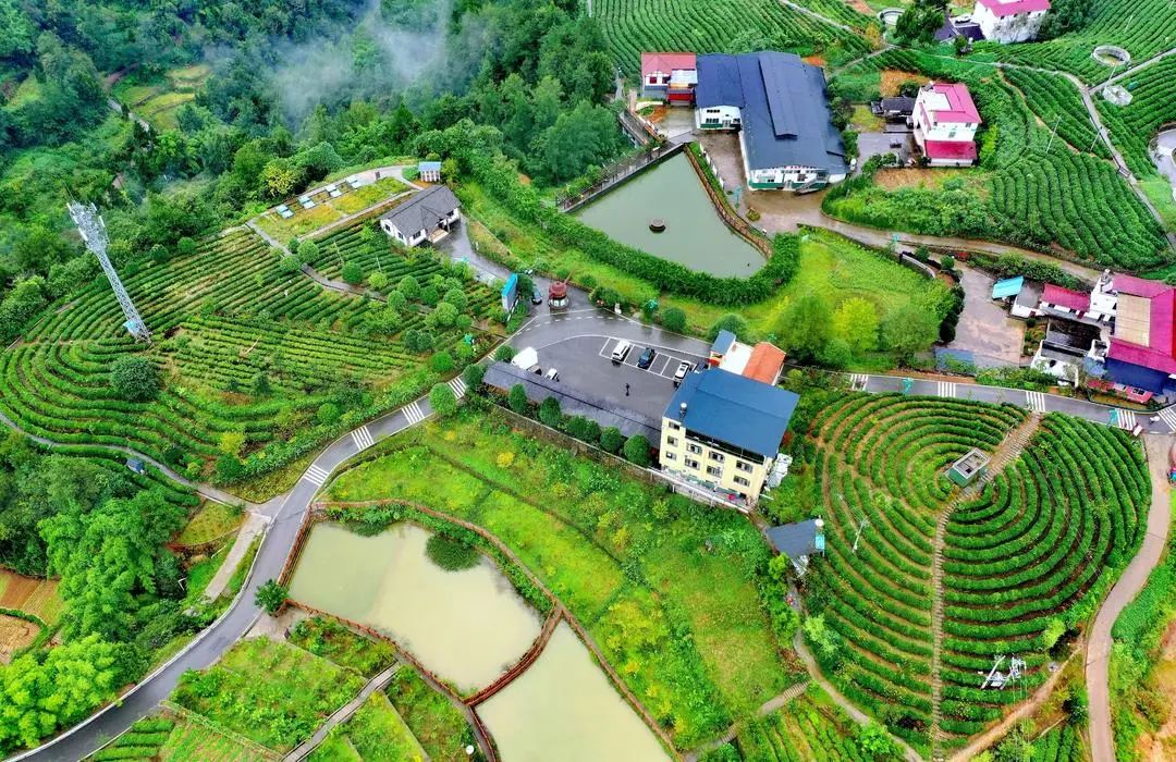 问茶米仓山 | 走,采茶去!旺苍最全采茶攻略请查收~-图片4