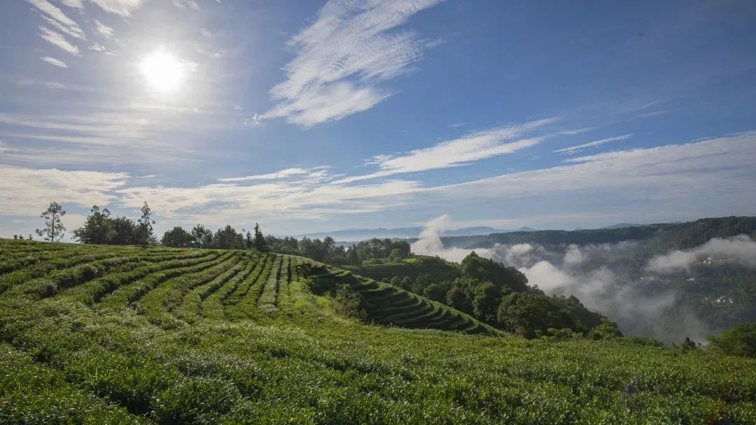 问茶米仓山 | 走,采茶去!旺苍最全采茶攻略请查收~-图片5