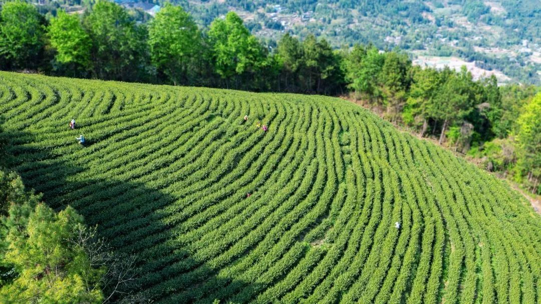问茶米仓山 | 走,采茶去!旺苍最全采茶攻略请查收~-图片6