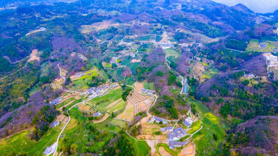问茶米仓山 | 走,采茶去!旺苍最全采茶攻略请查收~-图片7