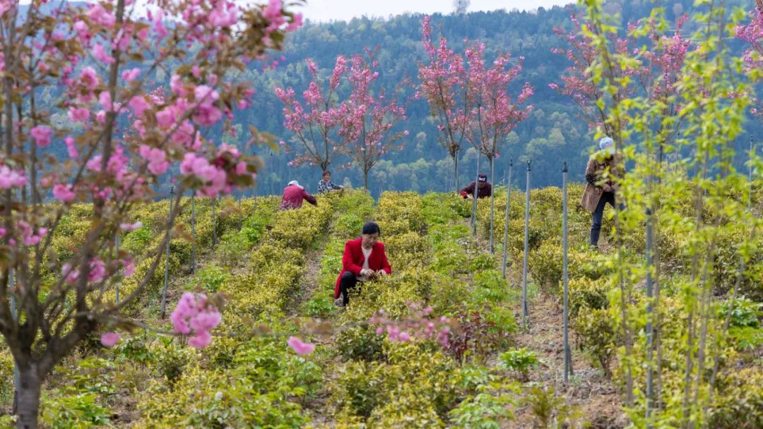 问茶米仓山 | 走,采茶去!旺苍最全采茶攻略请查收~-图片8